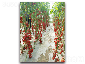 珍珠貴妃F1-番茄種子-農人農業(yè)