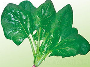 �ľG����-���˷N��-�Є�(chu��ng)���S