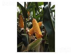 LY23-���׷N��-�����r(n��ng)�I(y��)