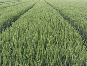 ��ԭ502-С���N��-�����r(n��ng)�I(y��)