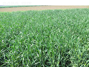 ��(j��)��262-С���N��-�����r(n��ng)�I(y��)