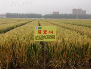 ��(j��)��44-С���N��-�����r(n��ng)�I(y��)