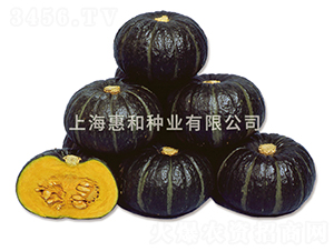 ؐؐ��̖(h��o)-�ϹϷN��-�ݺͷN�I(y��)