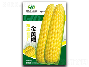 金黃糯-玉米種子-田福農(nóng)業(yè)