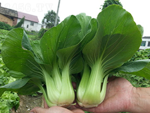 ζ��2̖(h��o)-�๣�˷N��-�������r(n��ng)�I(y��)