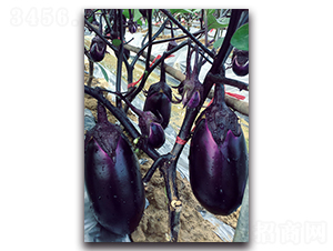 �ϼt�A��-���ӷN��-�������r(n��ng)�I(y��)