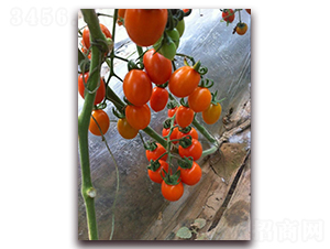 �S��-���ѷN��-����N�I(y��)