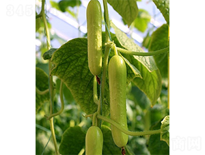 ����һ̖(h��o)-�S�ϷN��-ɽ�|��Դ