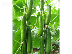 �G��һ̖(h��o)-�S�ϷN��-ɽ�|��Դ