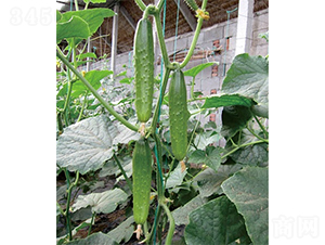 �G��1̖(h��o)-�S�ϷN��-ɽ�|��Դ