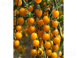 �ۼ�301-���ѷN��-ɽ�|��Դ