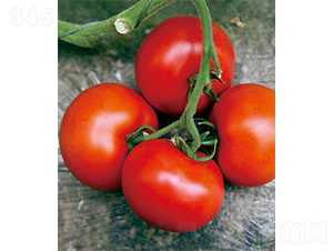 �ۼ�205-���ѷN��-ɽ�|��Դ