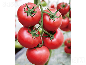 �ۼ�168-���ѷN��-ɽ�|��Դ