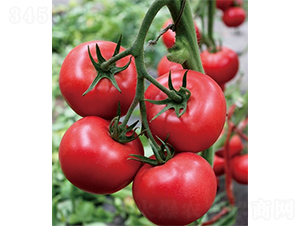 ��(��i)��163-���ѷN��-ɽ�|��Դ