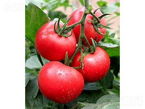 ��(��i)��158-���ѷN��-ɽ�|��Դ