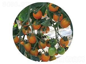 ��С��-С���ѷN��-�ݺͷN�I(y��)