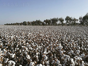 �����55̖-�޻��N��-�����r(n��ng)�I(y��)