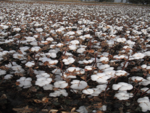 �����66̖-�޻��N��-�����r(n��ng)�I(y��)