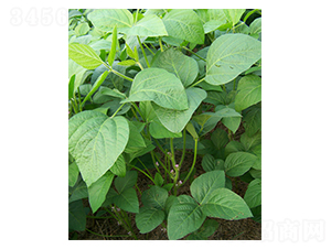 ����11-�󶹷N��-����N�I(y��)