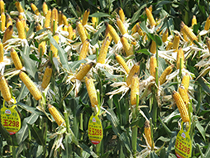 ����298-���׷N��-����N�I(y��)