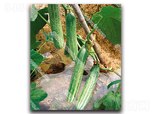 ���������S��-�S�ϷN��-����N�I(y��)