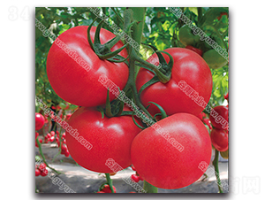 谷雨天妃三號(hào)-番茄種子-谷雨種業(yè)
