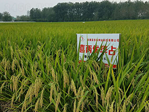 ϲ�Ƀ�(y��u)�Aռ-ˮ���N��-ϲ����