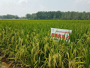 喜兩優(yōu)晶占-水稻種子-喜多收