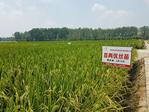 ϲ�Ƀ�(y��u)�z��-ˮ���N��-ϲ����