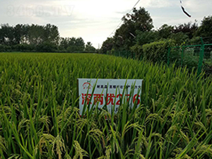 ��Ƀ�(y��u)276-ˮ���N��-ϲ����