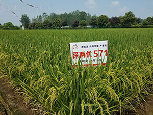 ��Ƀ�(y��u)571-ˮ���N��-ϲ����