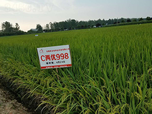 C兩優(yōu)998-水稻種子-喜多收