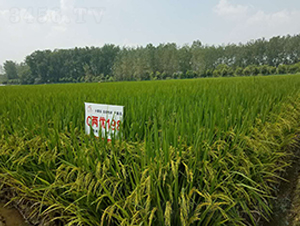 C兩優(yōu)198-水稻種子-喜多收