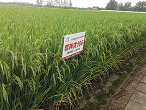 ϲ�Ƀ�(y��u)106-ˮ���N��-ϲ����