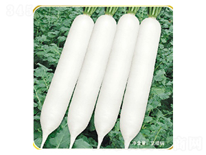 �L(zh��ng)��-�}���N��-�ݠ���