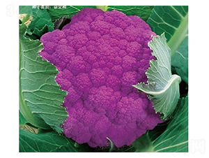 ���϶ร-���˷N��-�ݠ���