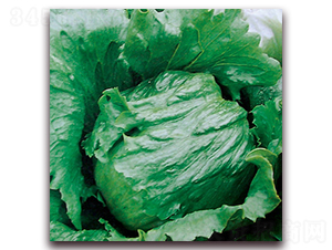 綠圣（1106）-生菜種子-圣華德豐