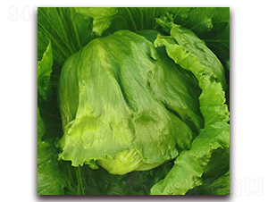 綠客（1102）-生菜種子-圣華德豐