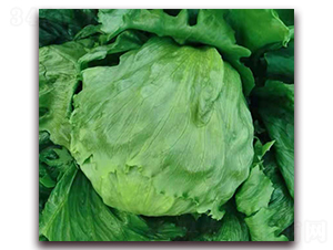 恒星（IT-01）-生菜種子-圣華德豐