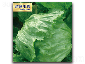 射手（101）-生菜種子-圣華德豐