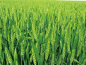 ƽ��189-С���N��-ƽ�S�N�I(y��)