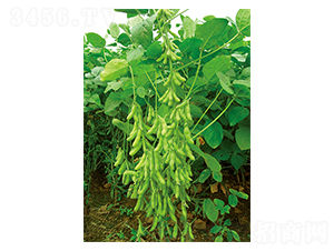 ƽ����̖(h��o)-�󶹷N��-ƽ�S�N�I(y��)