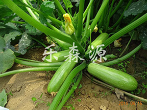 ���S-�����J�N��-��(l��)ɭԴ