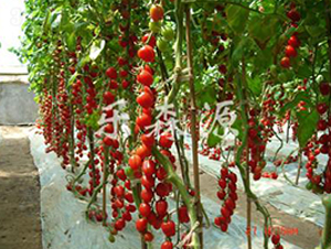 ʥ��238-���ҷ��ѷN��-��ɭԴ