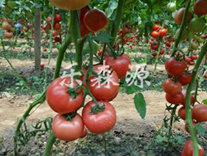 �W��258-���ѷN��-��ɭԴ