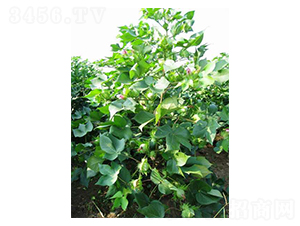 ��ʢ��66-�޻��N��-���r�l(f��)