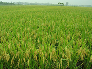 �Ƀ�(y��u)287-ˮ���N��-���r(n��ng)�l(f��)