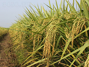 �G��Q7-ˮ���N��-���r(n��ng)�l(f��)