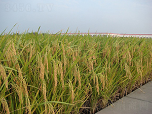 �P�Ƀ�(y��u)013-ˮ���N��-���r(n��ng)�l(f��)