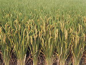 �P��6̖-ˮ���N��-���r(n��ng)�l(f��)